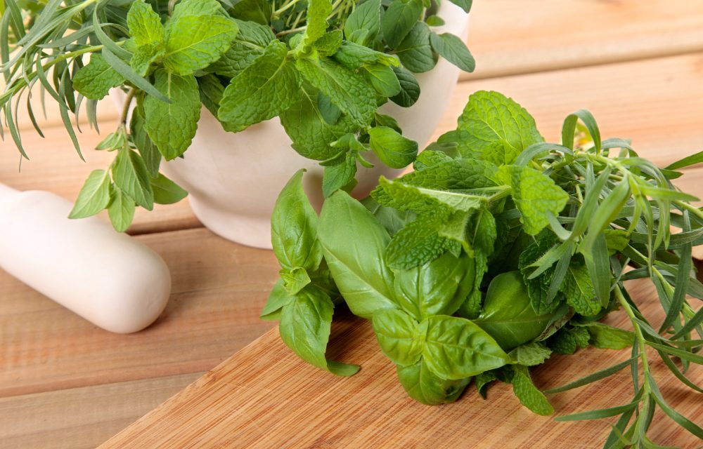 Growing basil year-round indoors